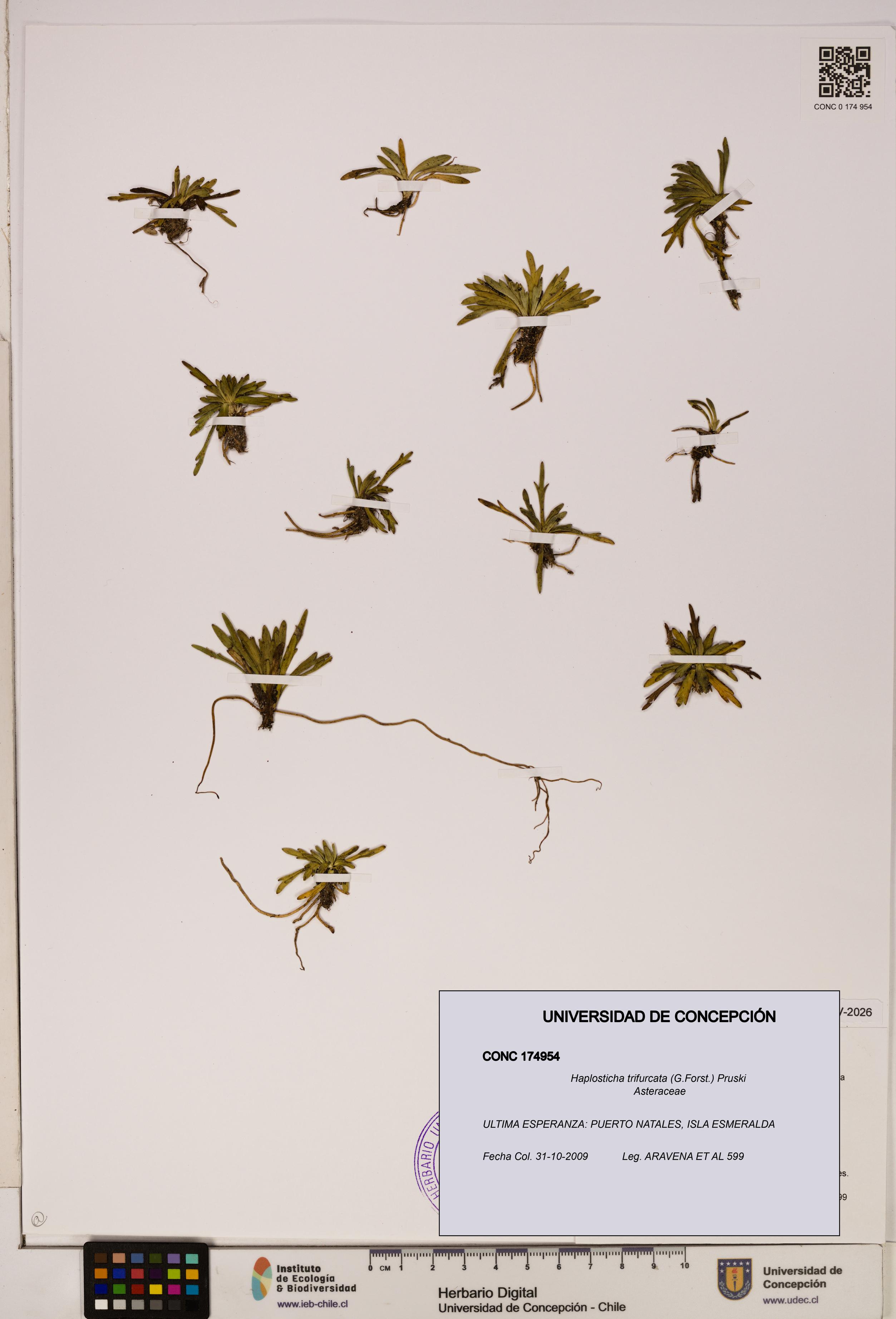 Haplosticha trifurcata [Espécimen: UDEC:CONC:0174954]