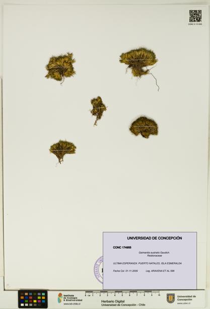 Gaimardia australis [Espécimen: UDEC:CONC:0174955]