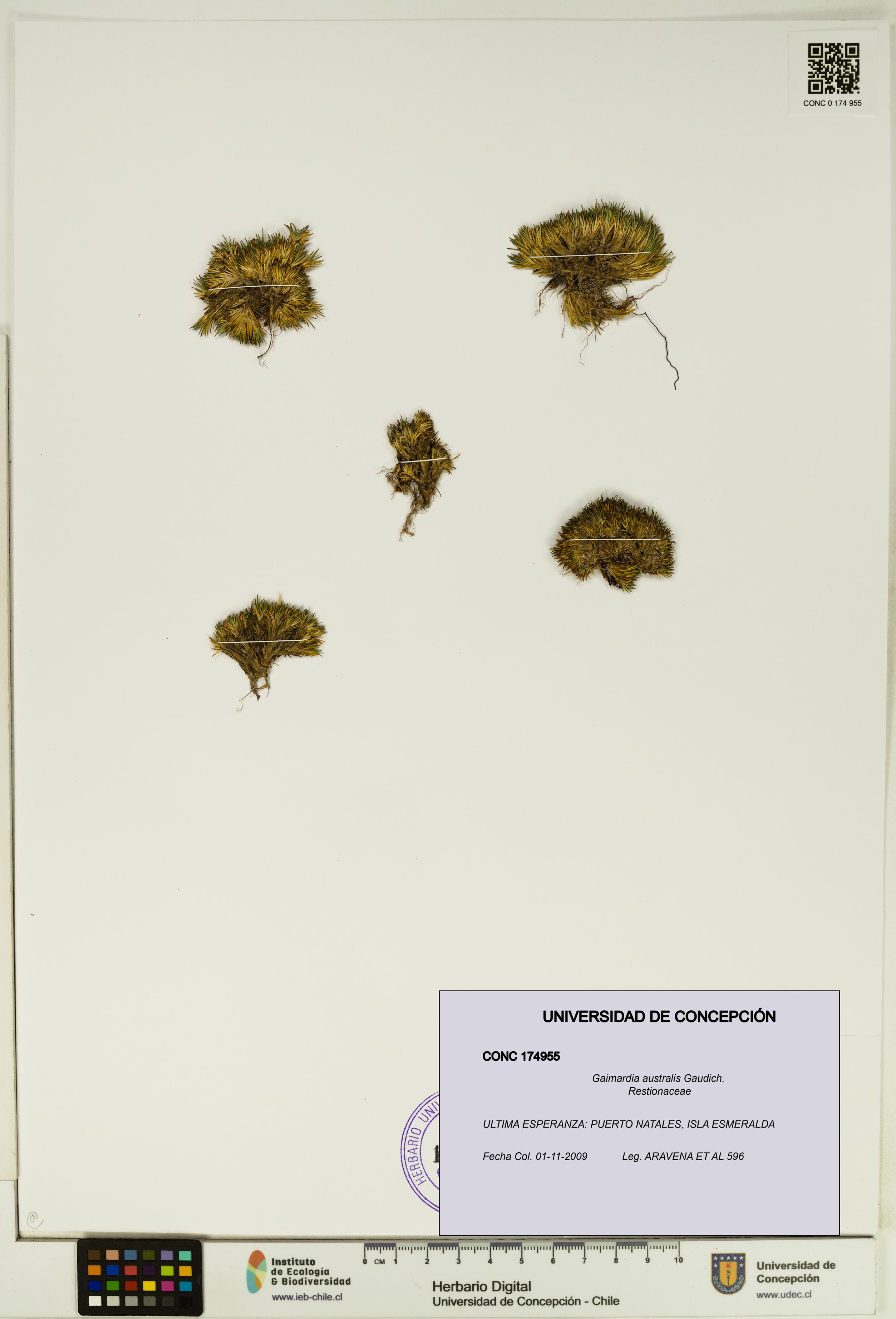 Gaimardia australis [Espécimen: UDEC:CONC:0174955]