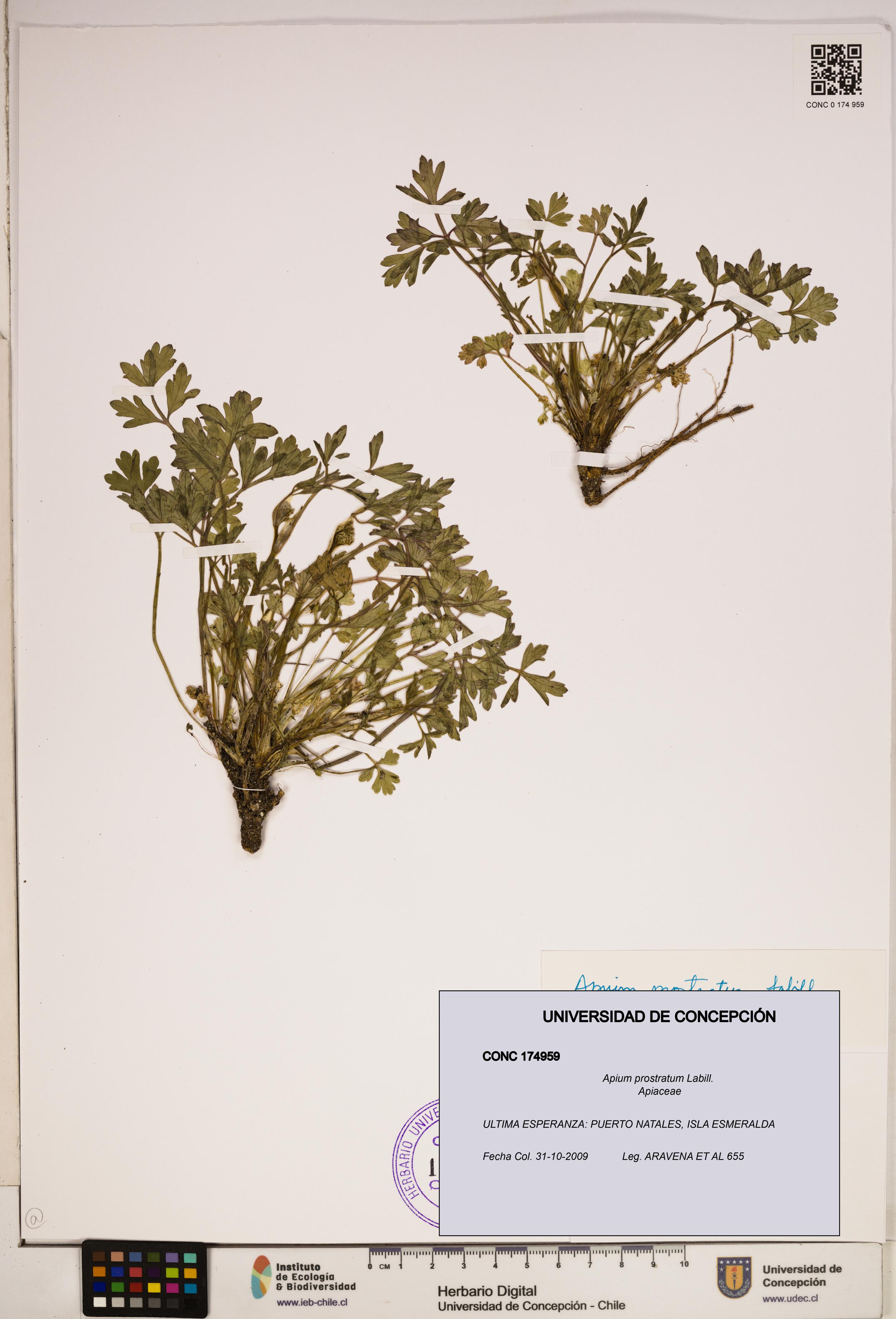 Apium prostratum [Espécimen: ]