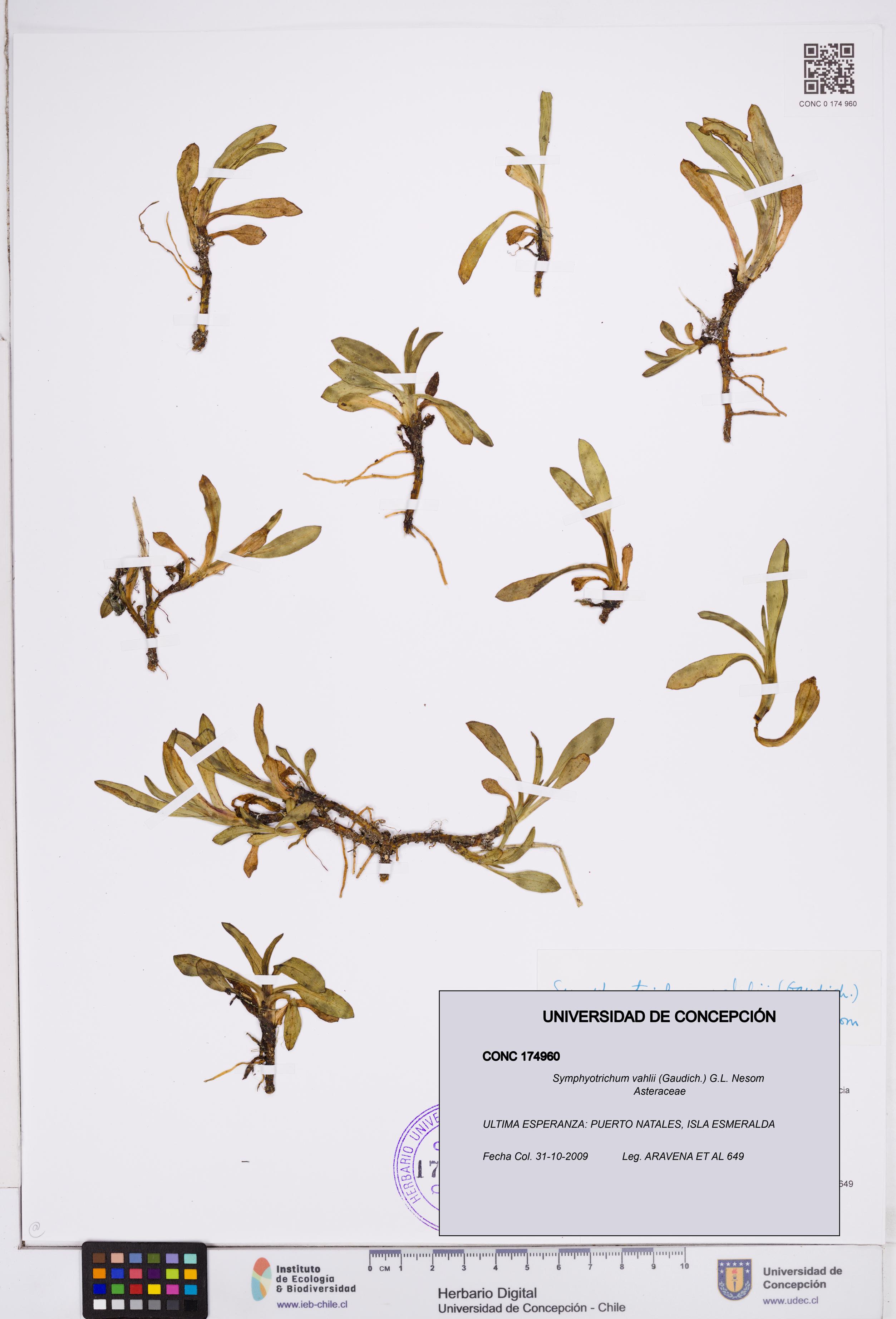 Symphyotrichum vahlii [Espécimen: ]
