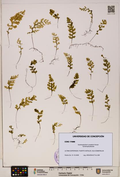 Hymenophyllum cuneatum [Espécimen: UDEC:CONC:0174968]