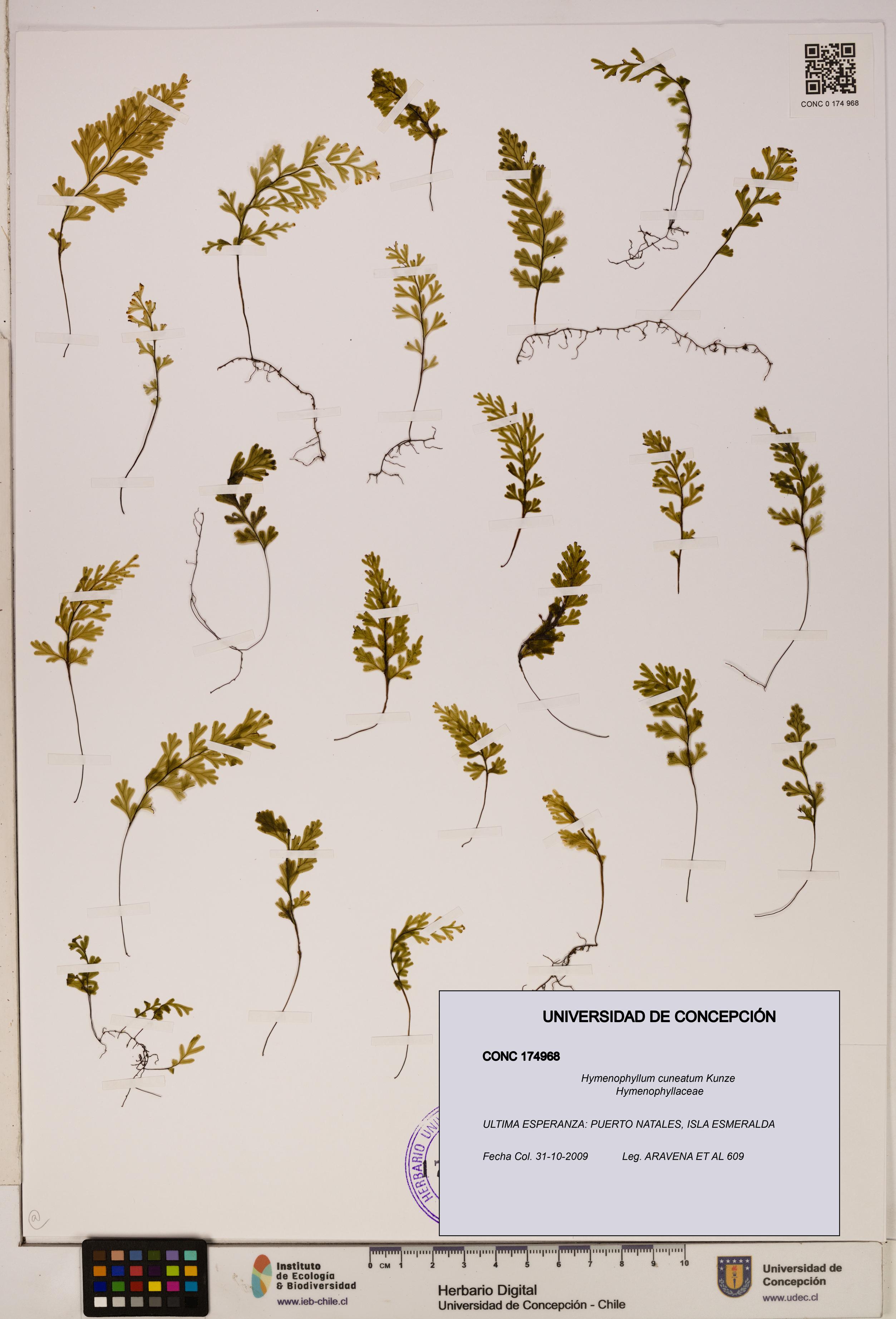 Hymenophyllum cuneatum [Espécimen: UDEC:CONC:0174968]