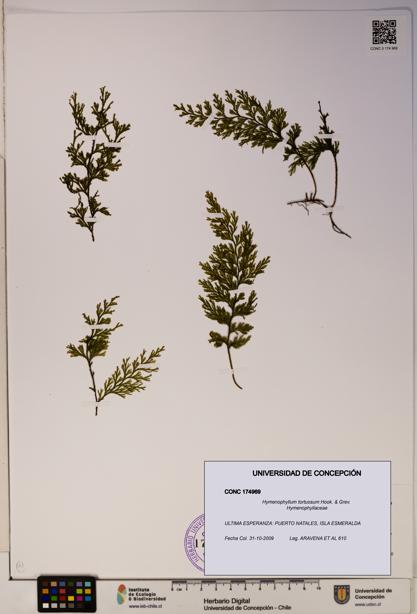 Hymenophyllum tortuosum [Espécimen: ]