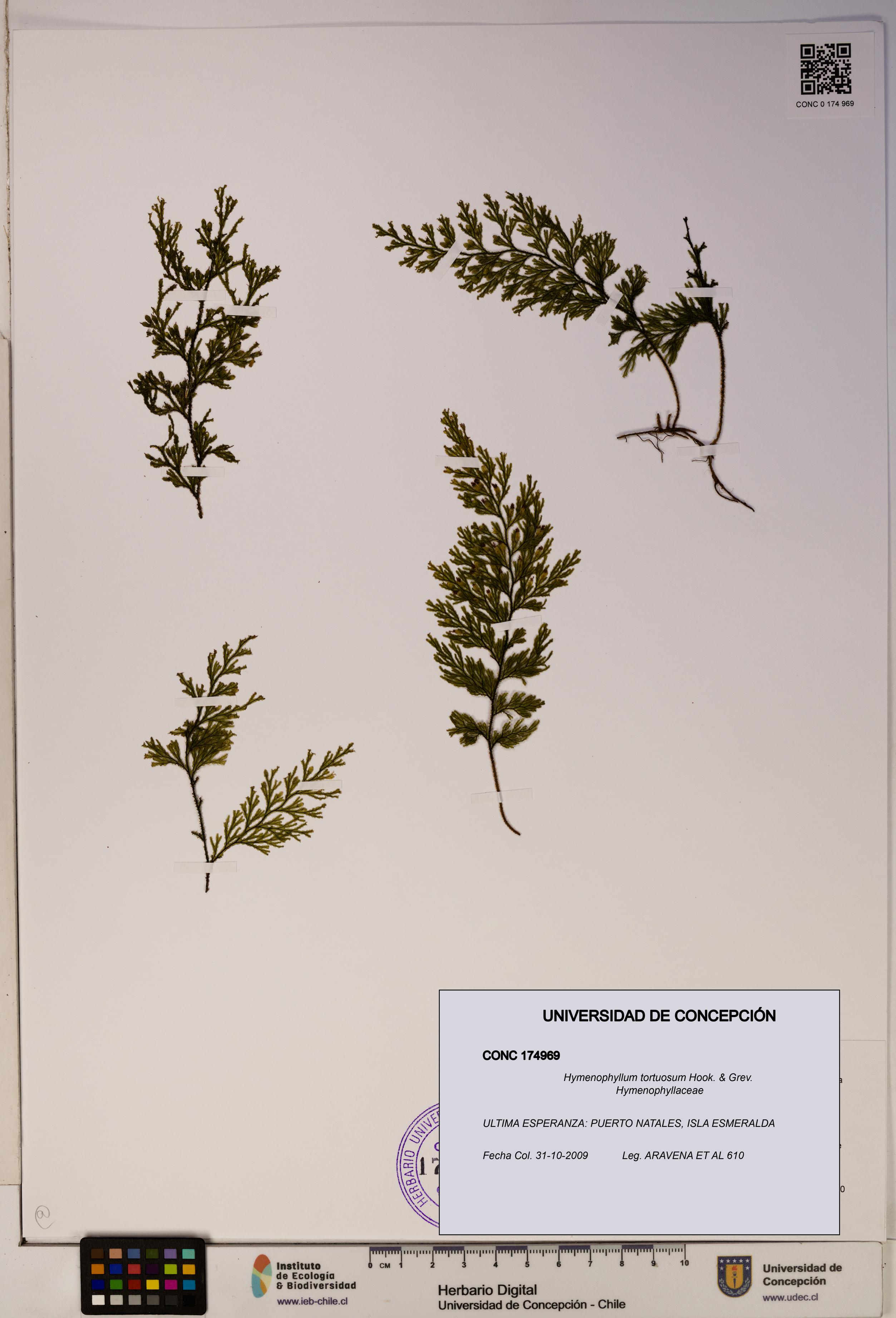 Hymenophyllum tortuosum [Espécimen: ]