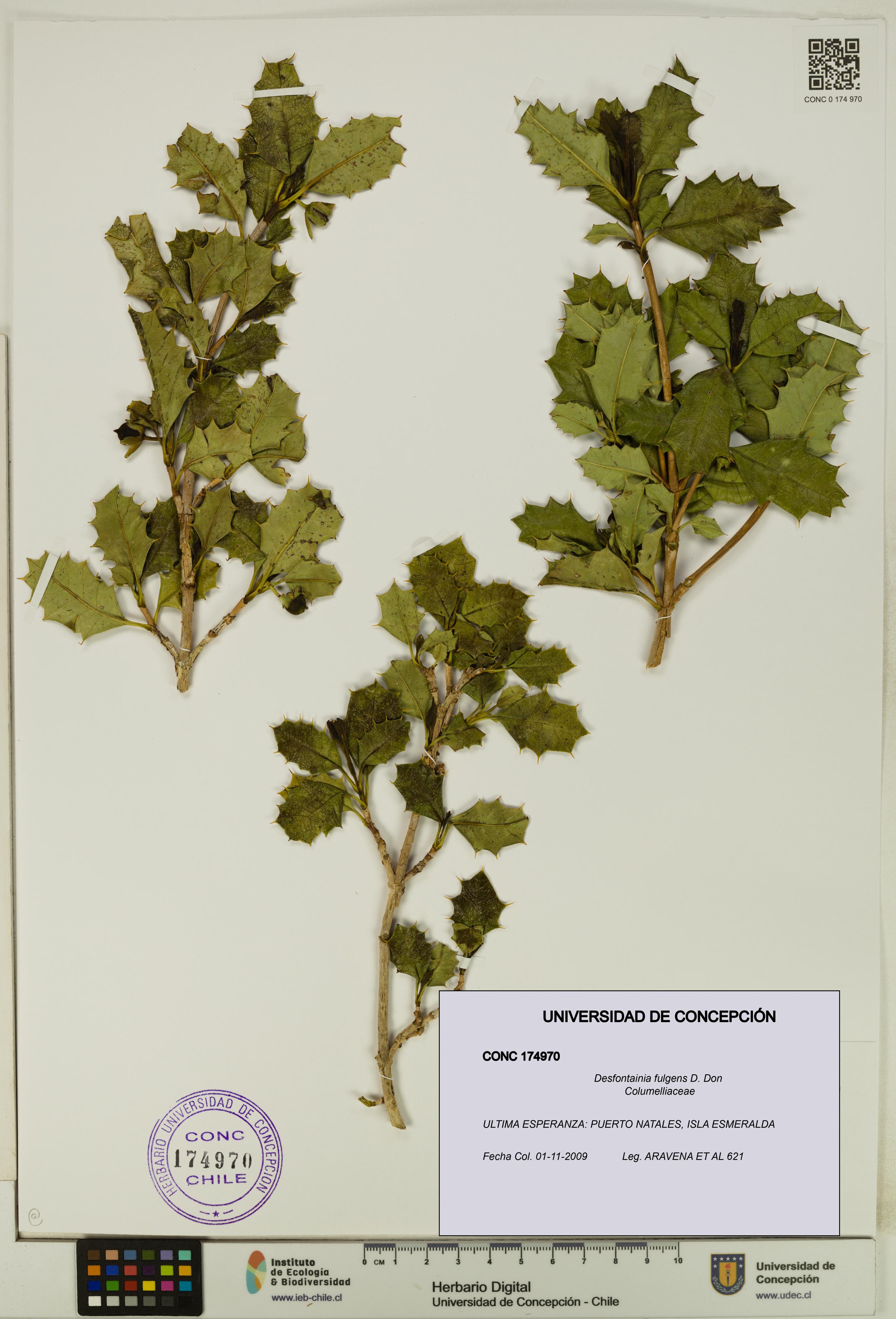 Desfontainia fulgens [Espécimen: UDEC:CONC:0174970]