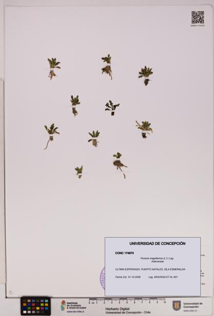 Perezia magellanica [Espécimen: UDEC:CONC:0174973]