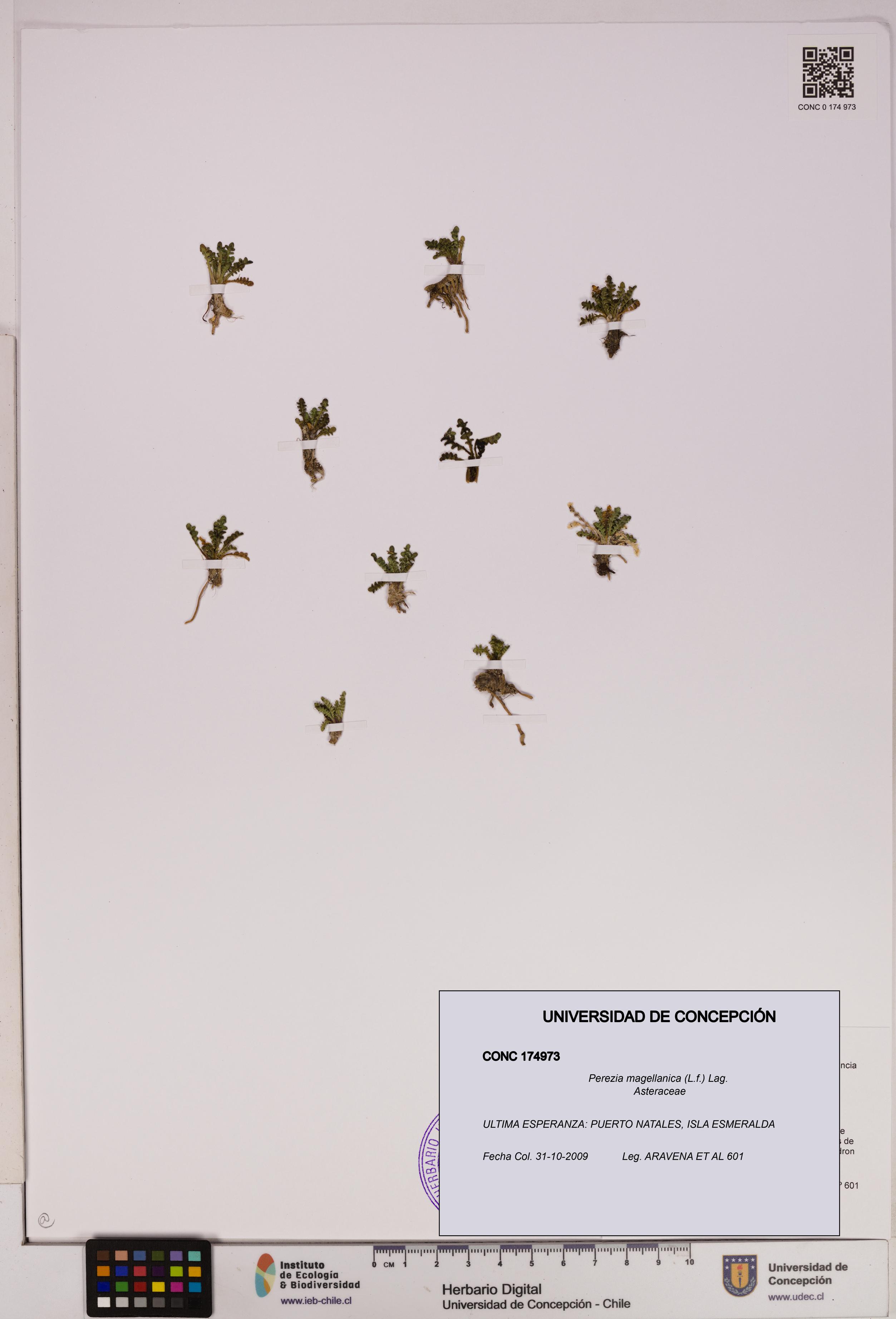 Perezia magellanica [Espécimen: UDEC:CONC:0174973]