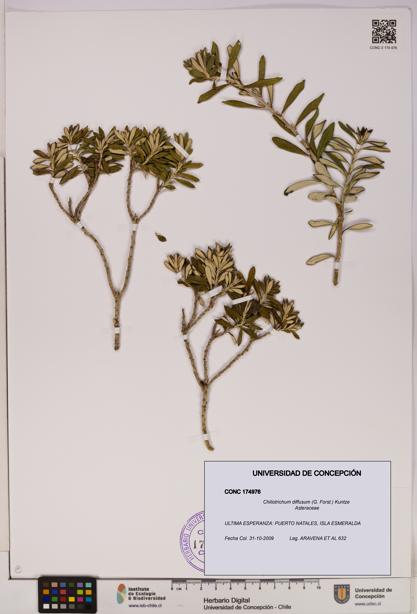 Chiliotrichum diffusum [Espécimen: UDEC:CONC:0174976]