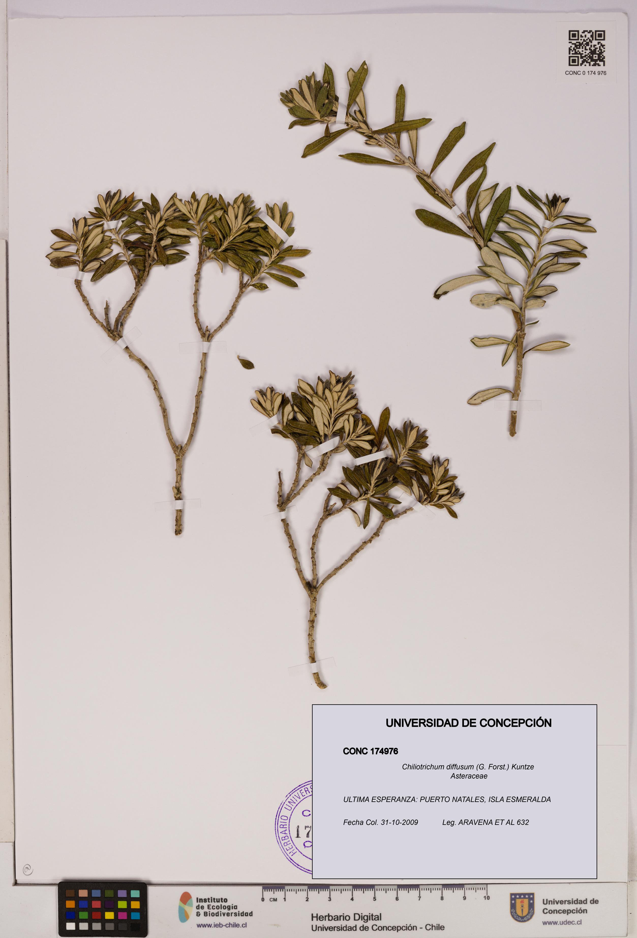 Chiliotrichum diffusum [Espécimen: UDEC:CONC:0174976]
