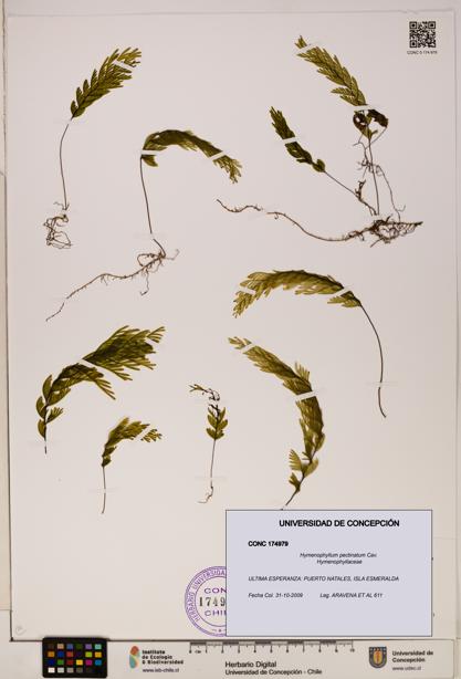 Hymenophyllum pectinatum [Espécimen: ]