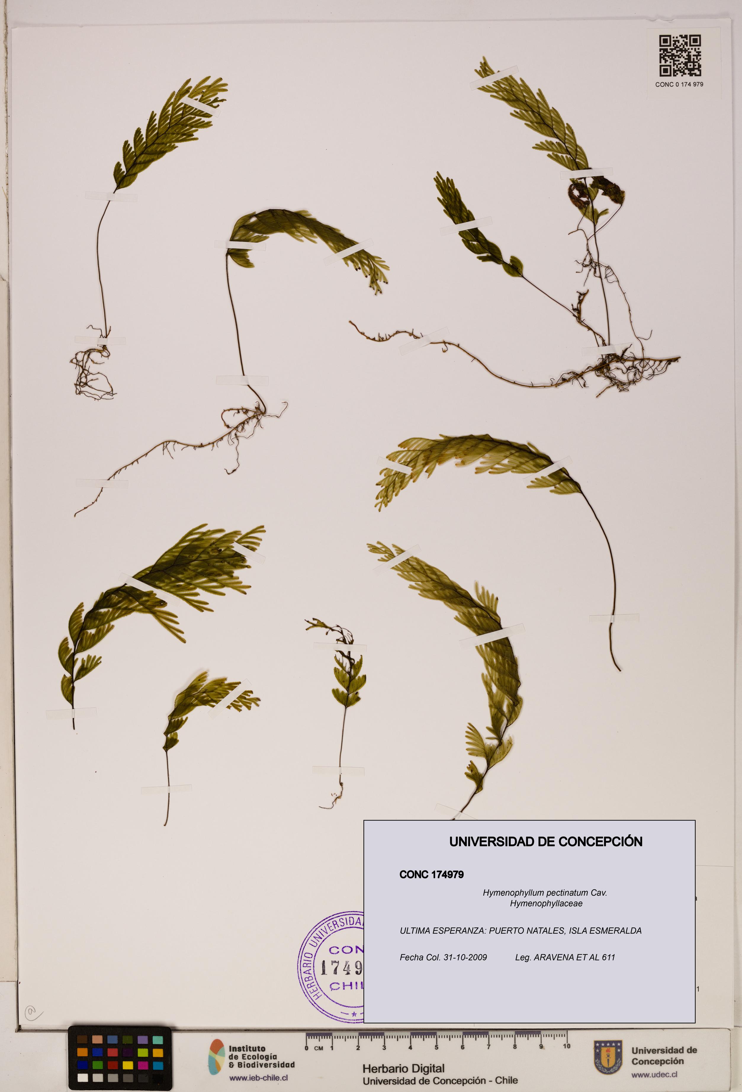 Hymenophyllum pectinatum [Espécimen: ]