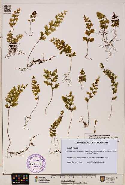 Hymenophyllum ferrugineum [Espécimen: UDEC:CONC:0174980]