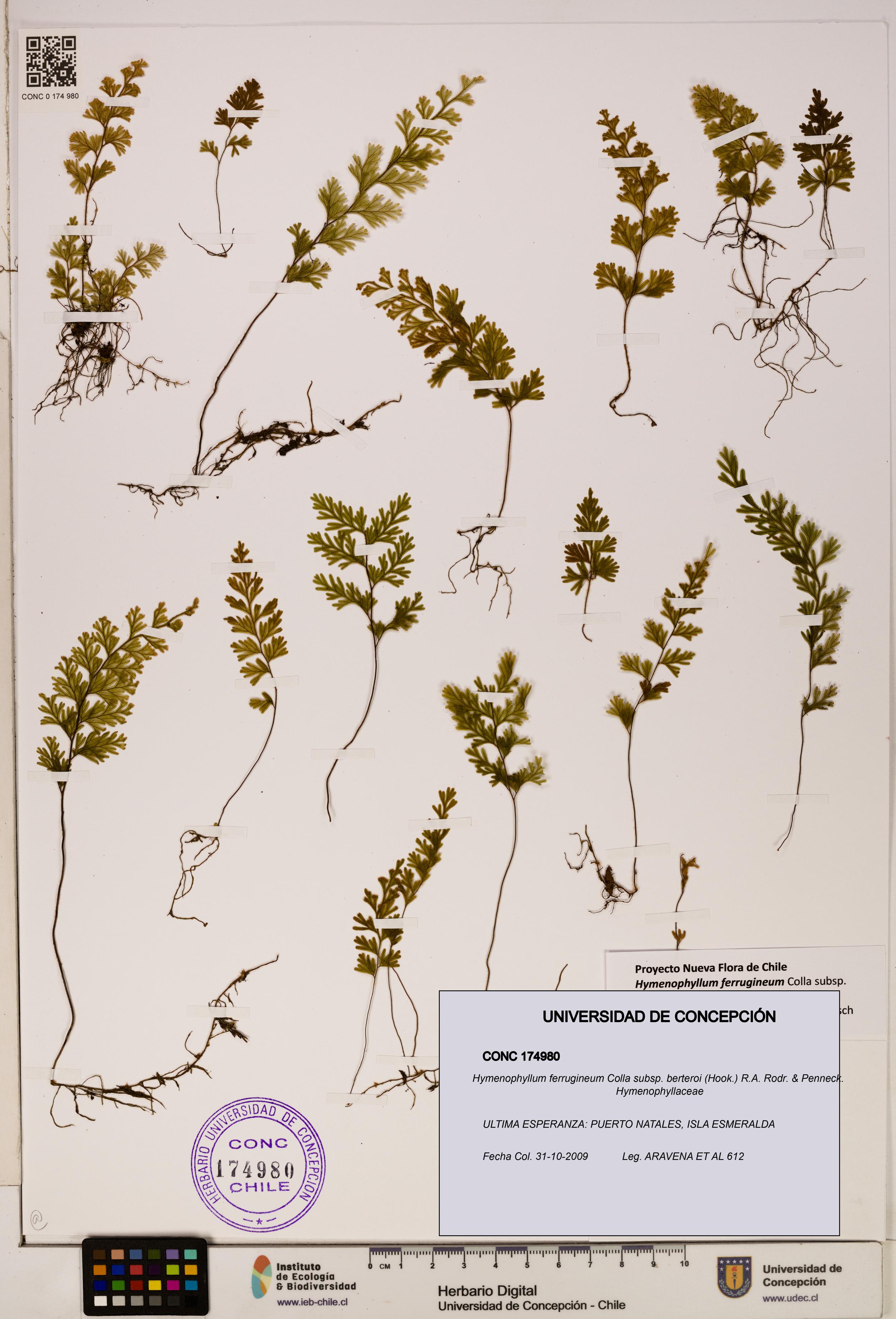 Hymenophyllum ferrugineum [Espécimen: UDEC:CONC:0174980]