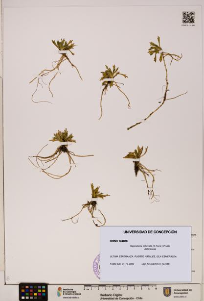 Haplosticha trifurcata [Espécimen: UDEC:CONC:0174986]