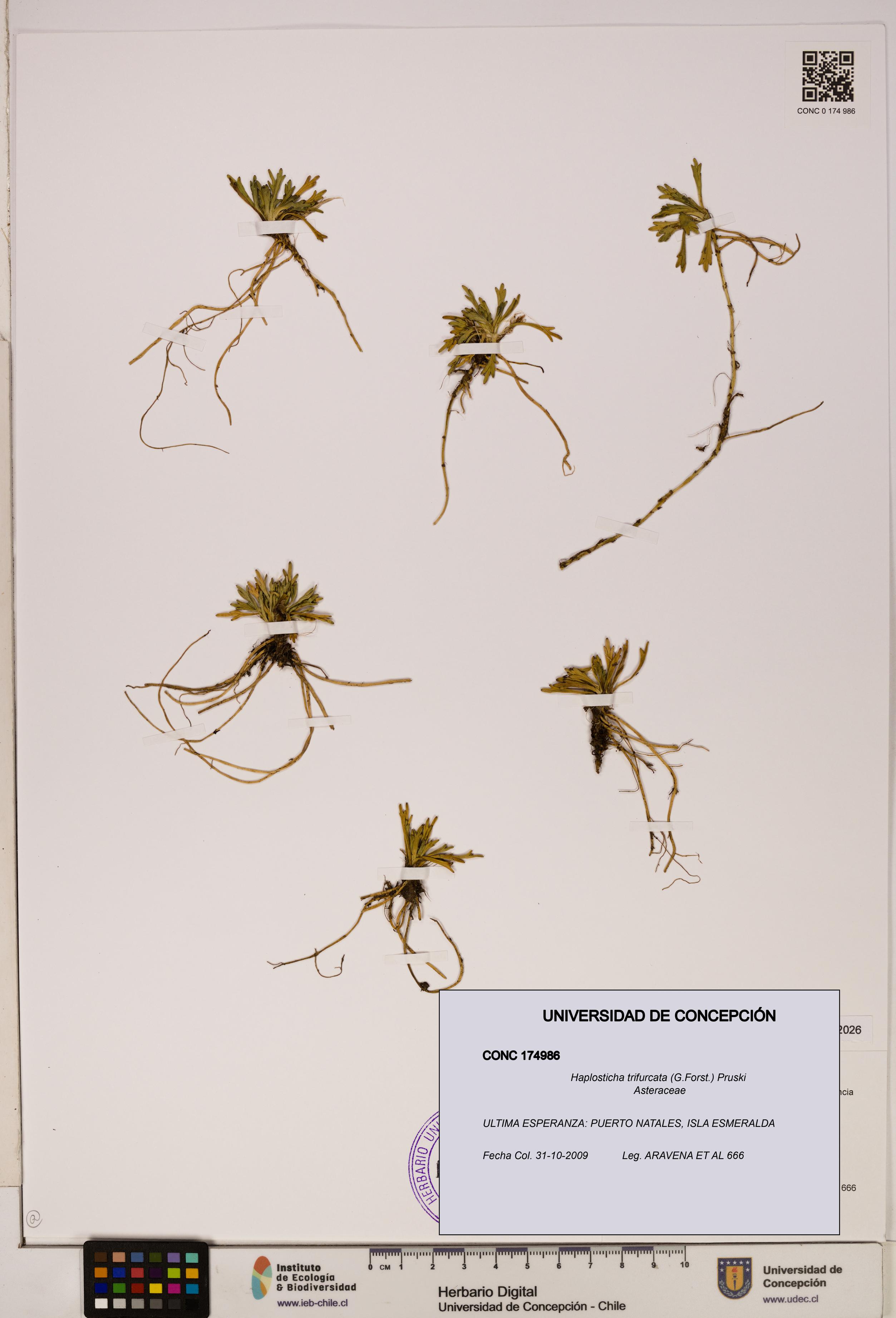 Haplosticha trifurcata [Espécimen: UDEC:CONC:0174986]