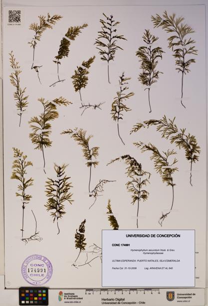 Hymenophyllum secundum [Espécimen: ]