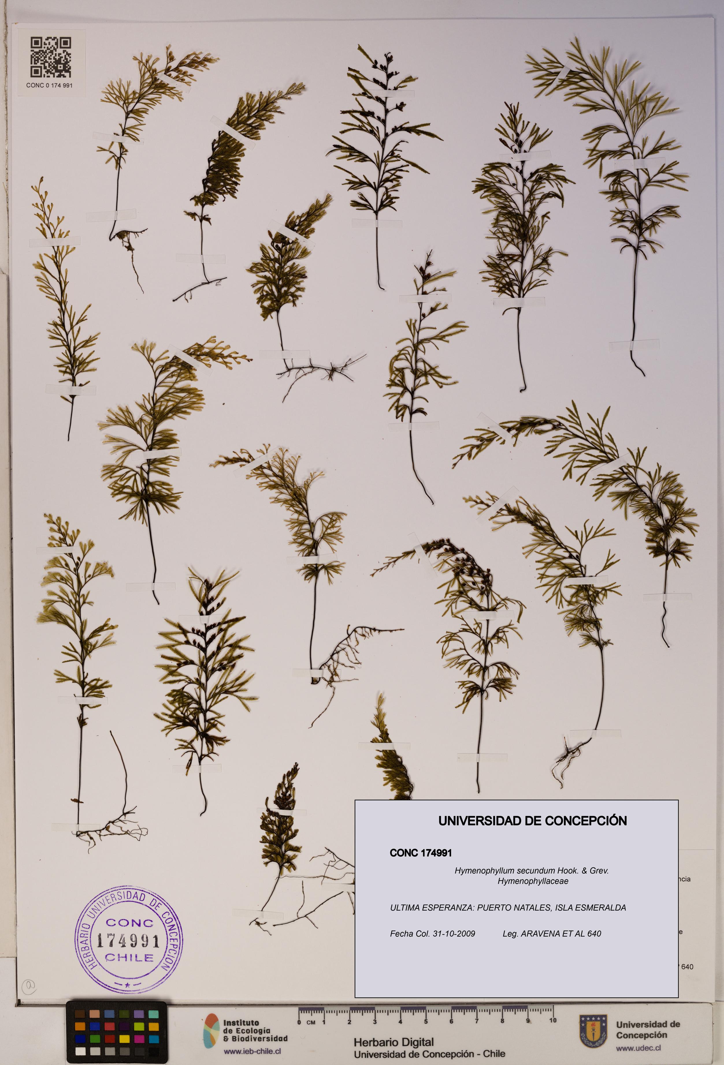 Hymenophyllum secundum [Espécimen: ]