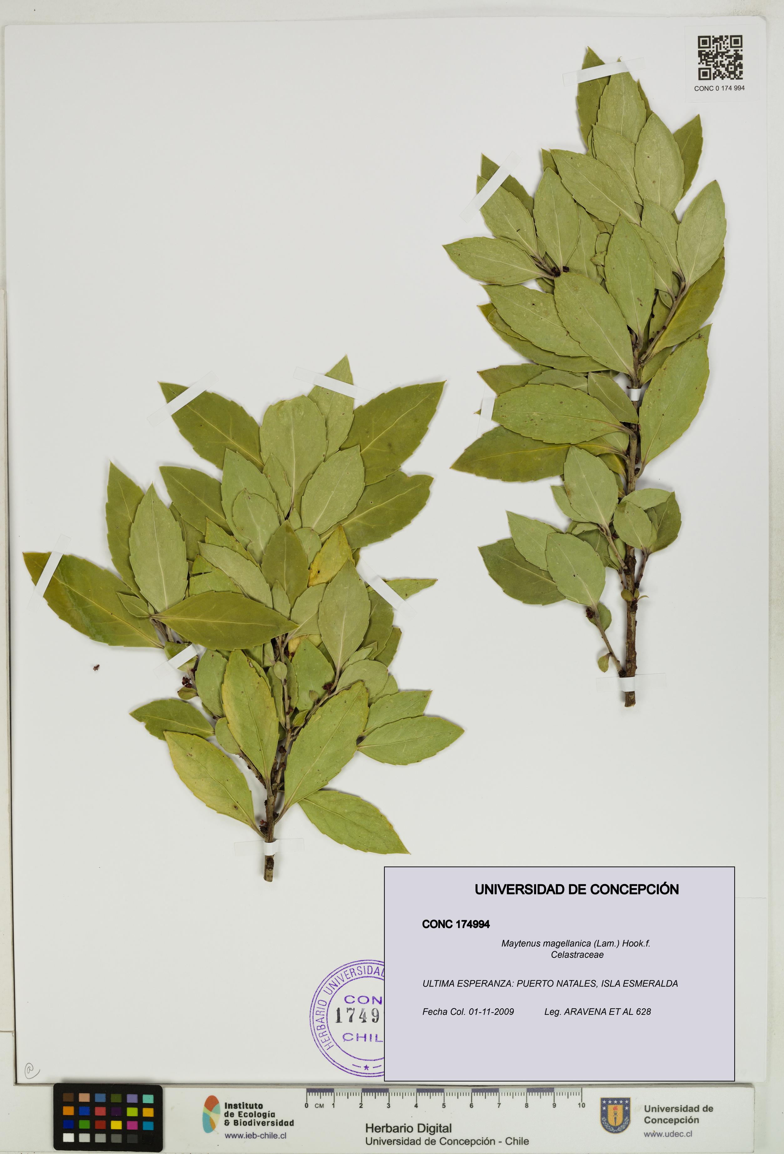 Maytenus magellanica [Espécimen: UDEC:CONC:0174994]