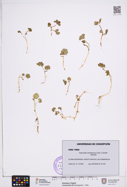 Hydrocotyle chamaemorus [Espécimen: ]
