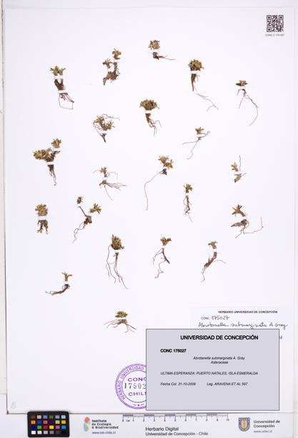 Abrotanella submarginata [Espécimen: ]