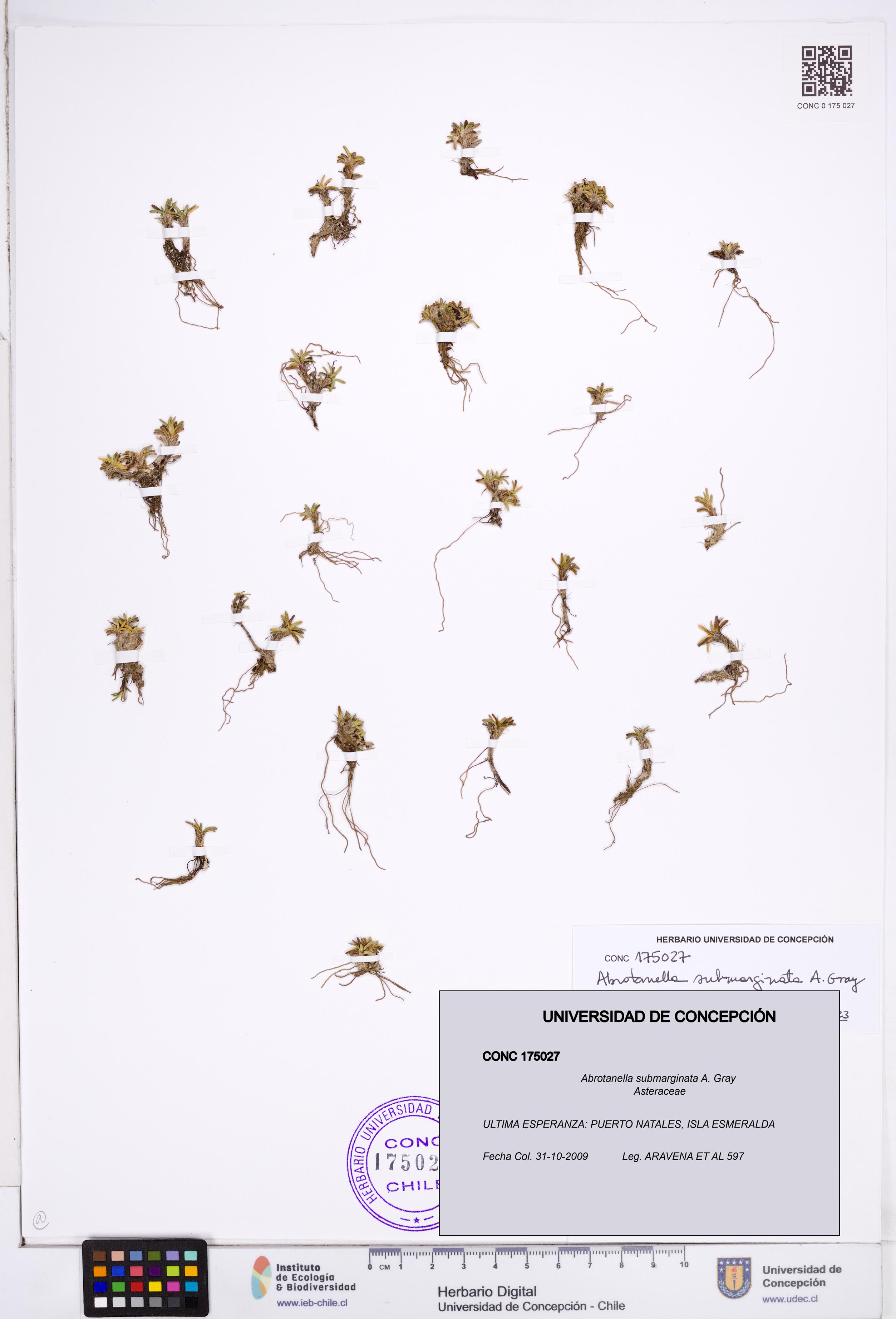 Abrotanella submarginata [Espécimen: ]