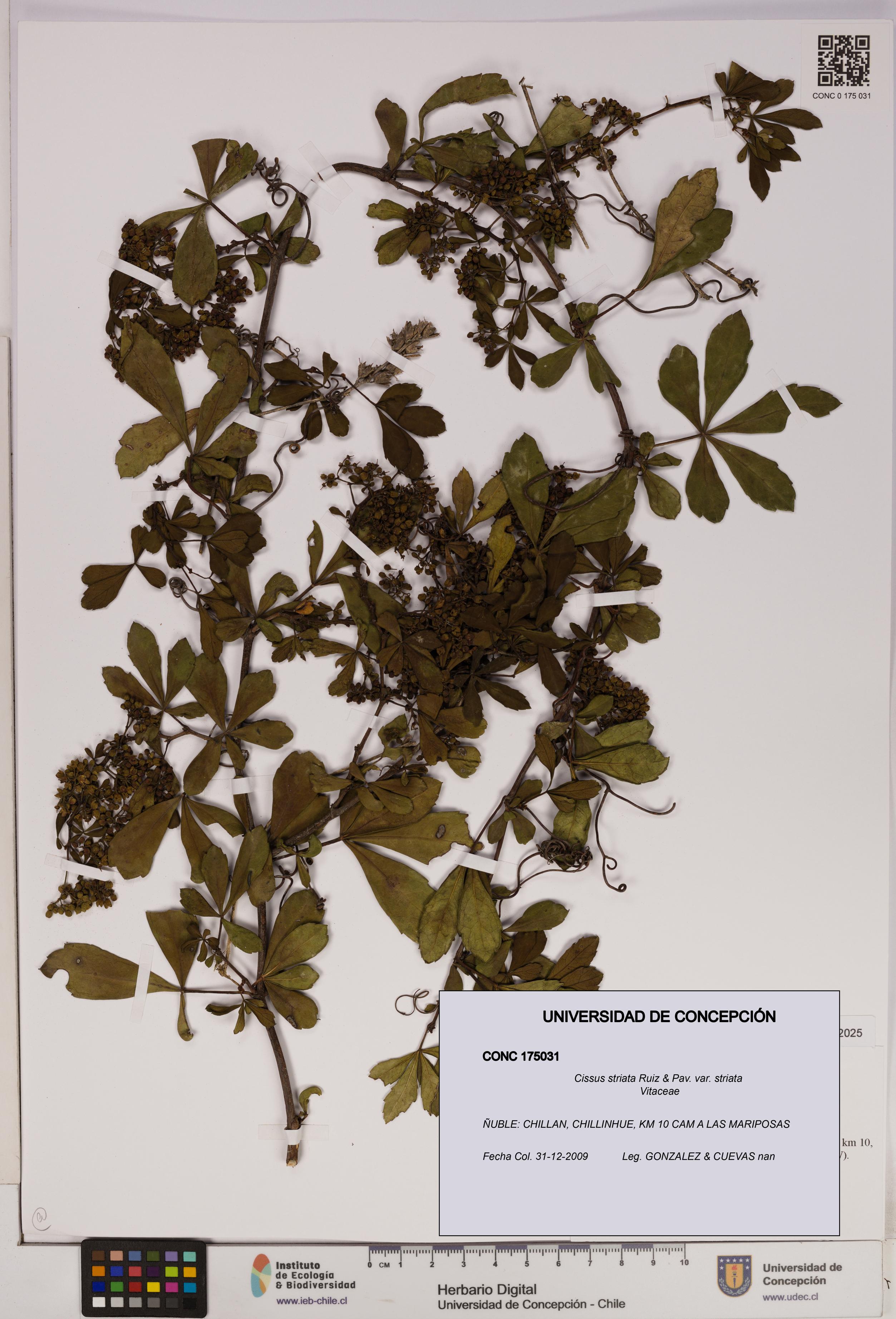 Cissus striata var. striata [Espécimen: UDEC:CONC:0175031]