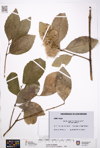 Laurelia sempervirens [Espécimen: UDEC:CONC:0175036]