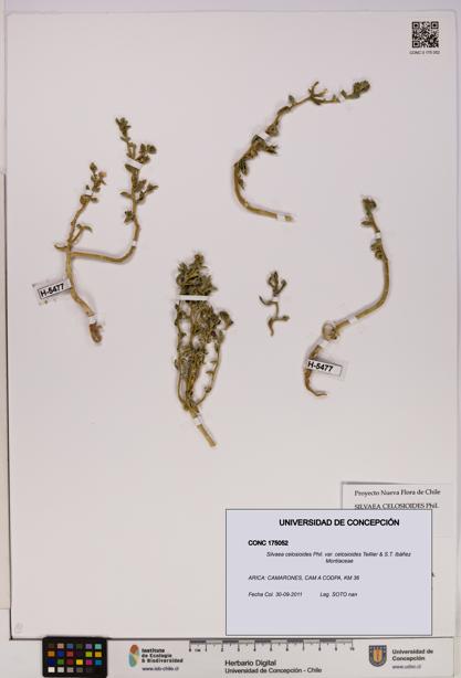 Silvaea celosioides var. celosioides [Espécimen: UDEC:CONC:0175052]