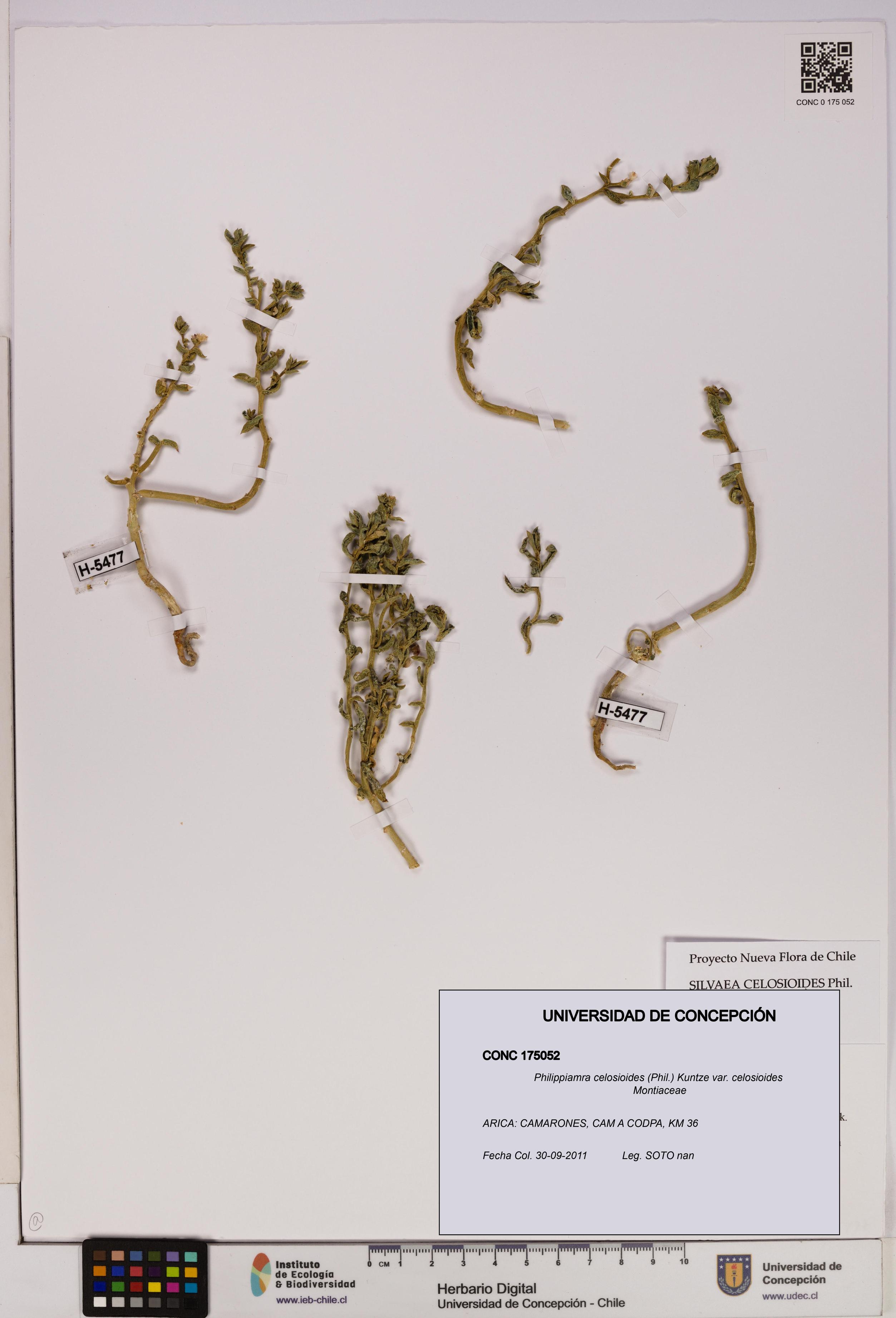Philippiamra celosioides [Espécimen: ]