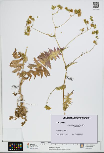 Moscharia pinnatifida [Espécimen: UDEC:CONC:0175053]