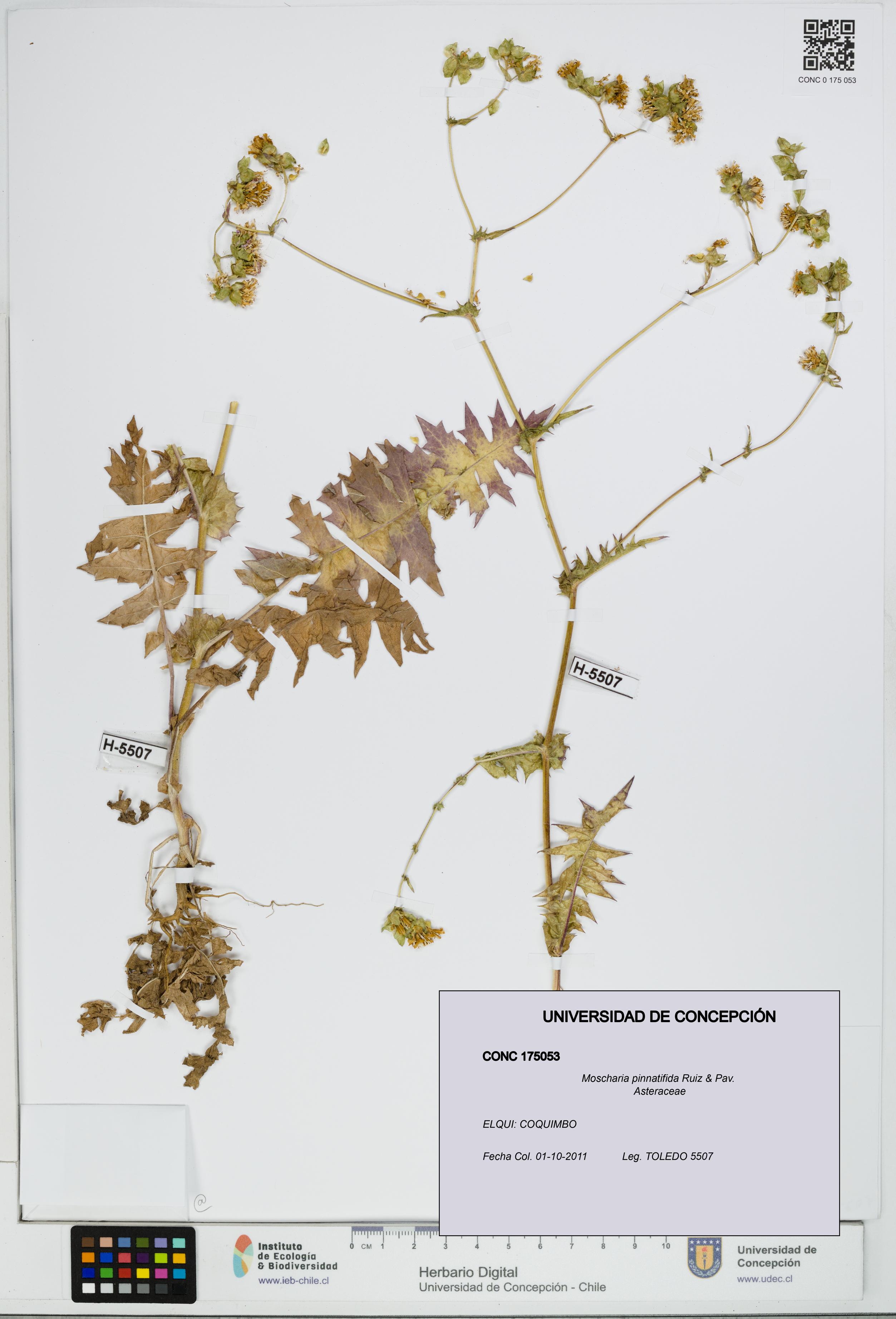 Moscharia pinnatifida [Espécimen: UDEC:CONC:0175053]