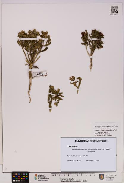 Silvaea celosioides var. altiplanica [Espécimen: UDEC:CONC:0175054]