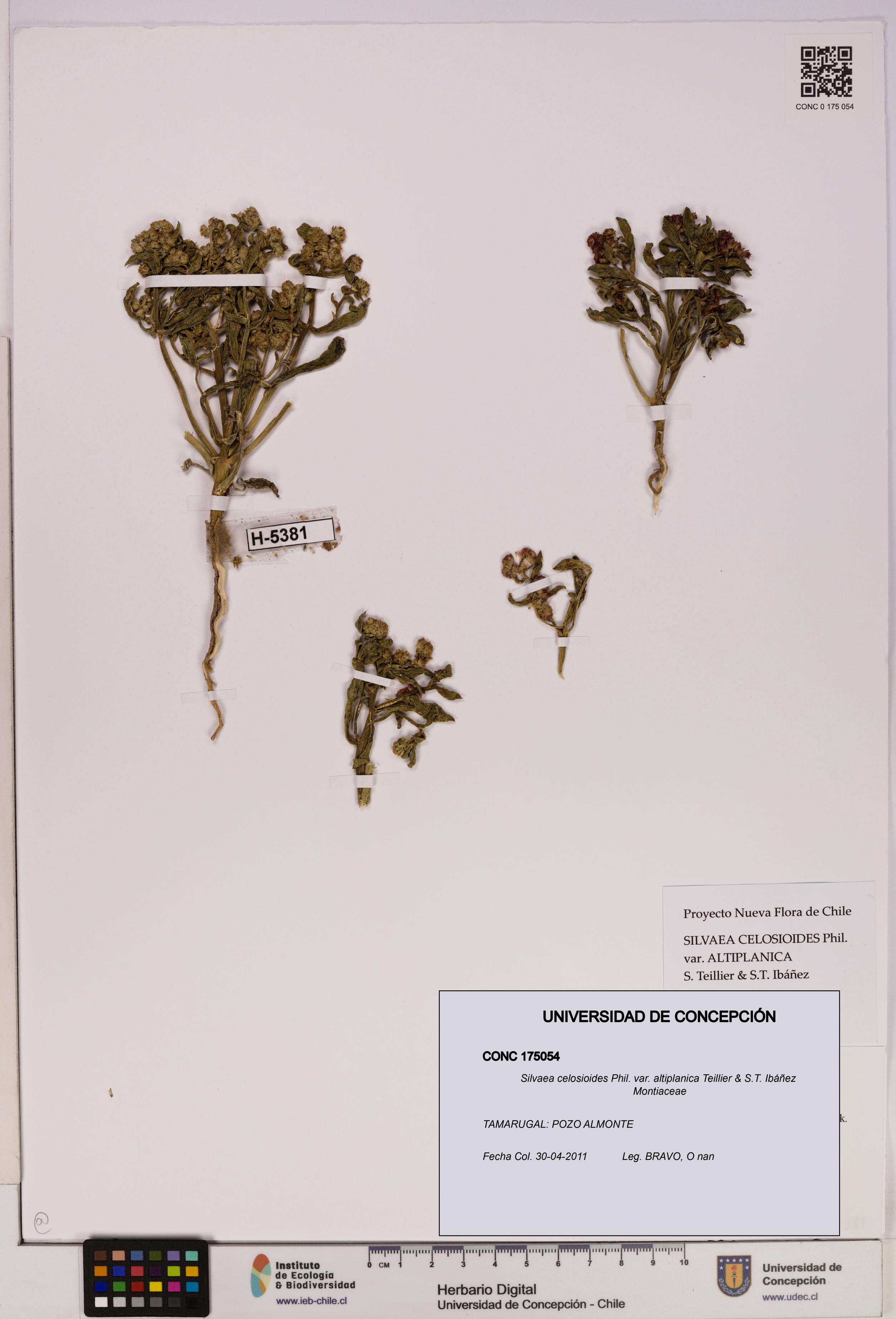 Silvaea celosioides var. altiplanica [Espécimen: UDEC:CONC:0175054]