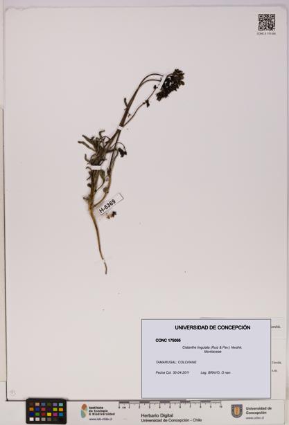 Cistanthe lingulata [Espécimen: UDEC:CONC:0175055]