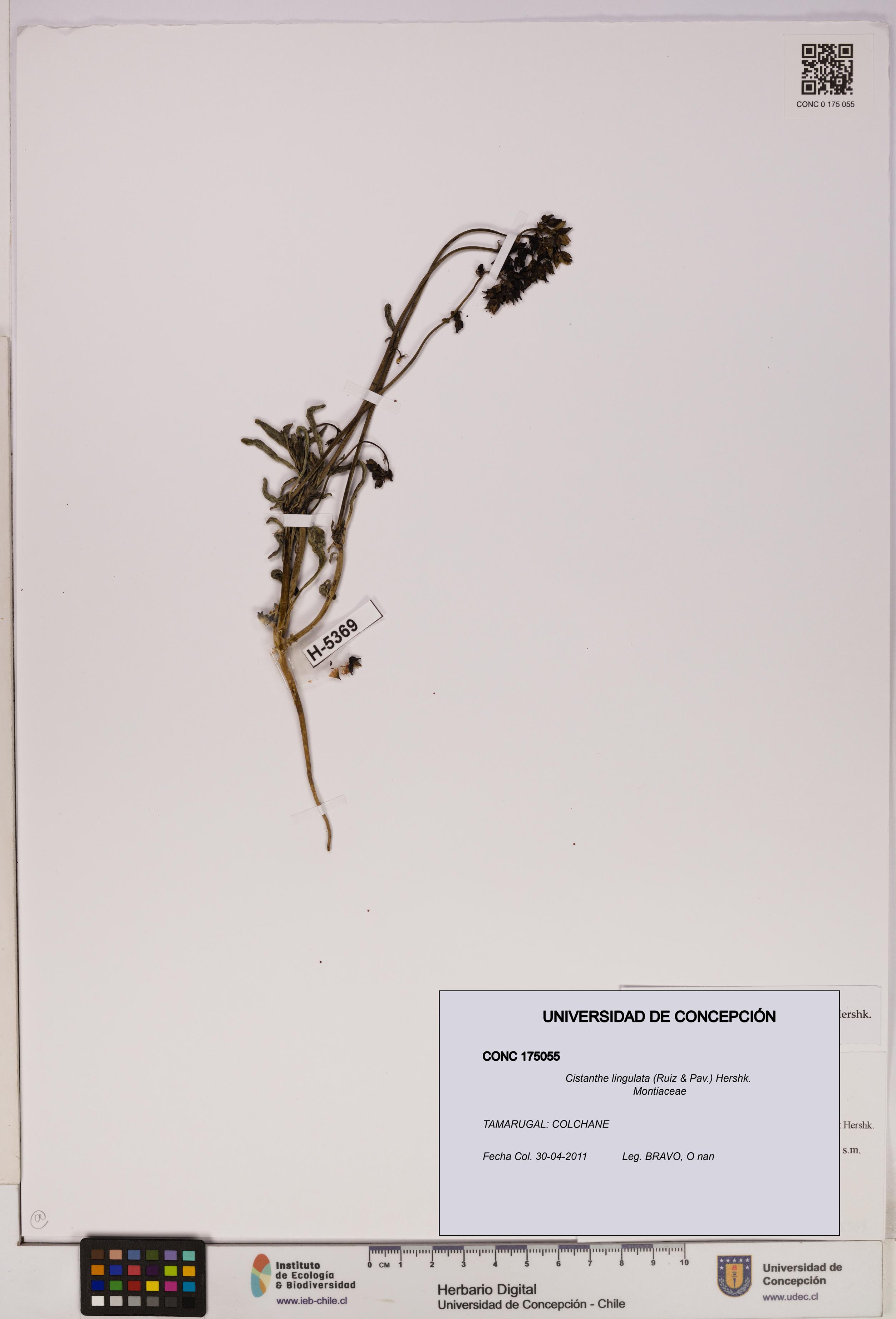 Cistanthe lingulata [Espécimen: UDEC:CONC:0175055]