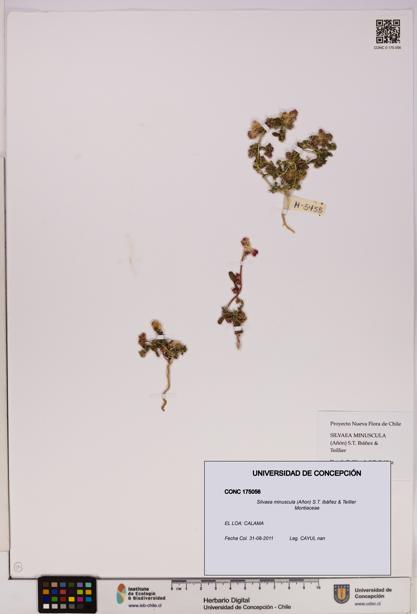 Silvaea minuscula [Espécimen: UDEC:CONC:0175056]