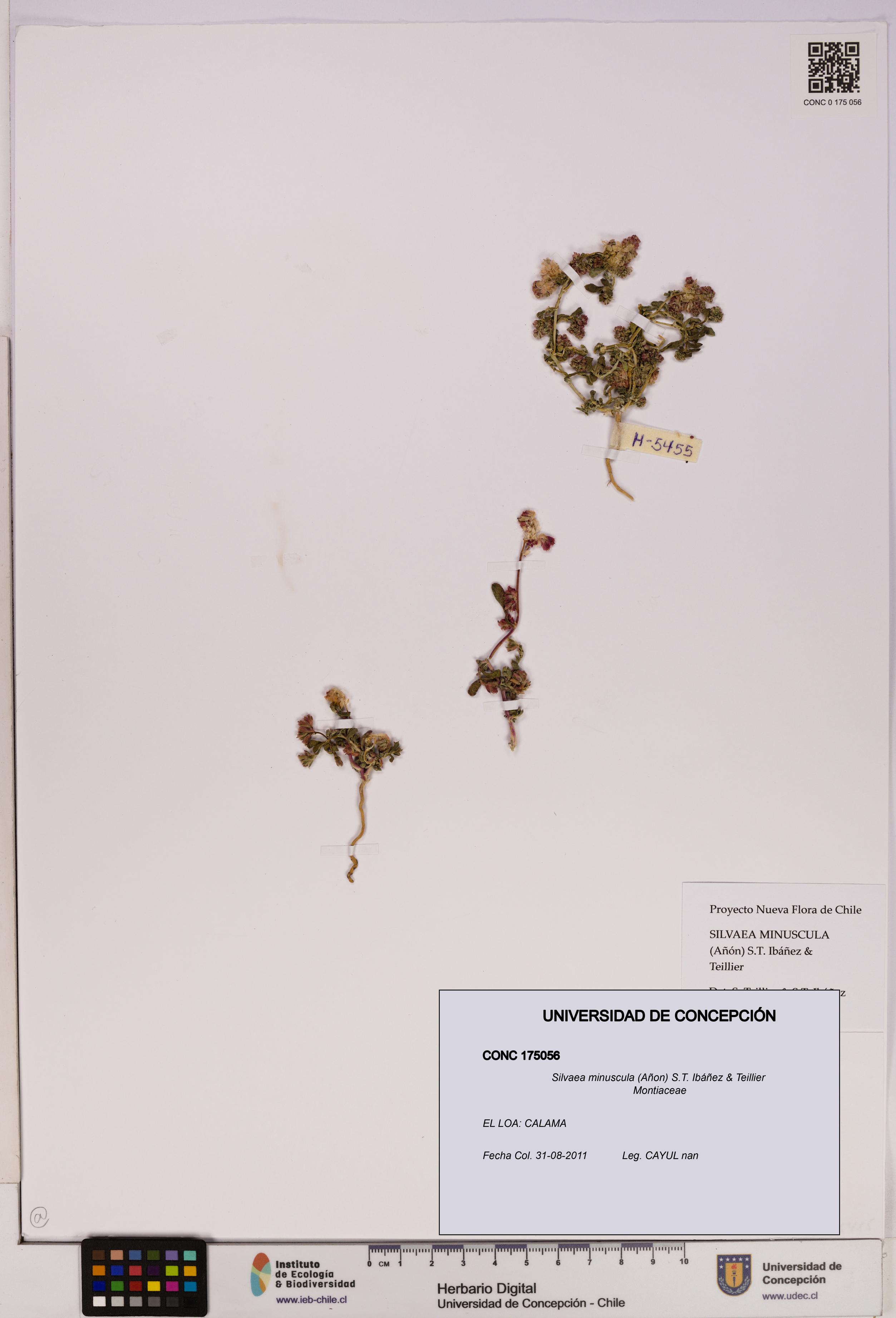 Silvaea minuscula [Espécimen: UDEC:CONC:0175056]