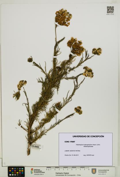 Heliotropium stenophyllum [Espécimen: UDEC:CONC:0175057]