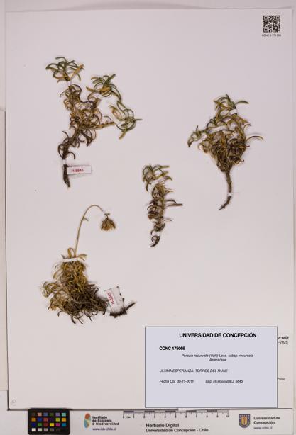 Perezia recurvata subsp. recurvata [Espécimen: UDEC:CONC:0175059]