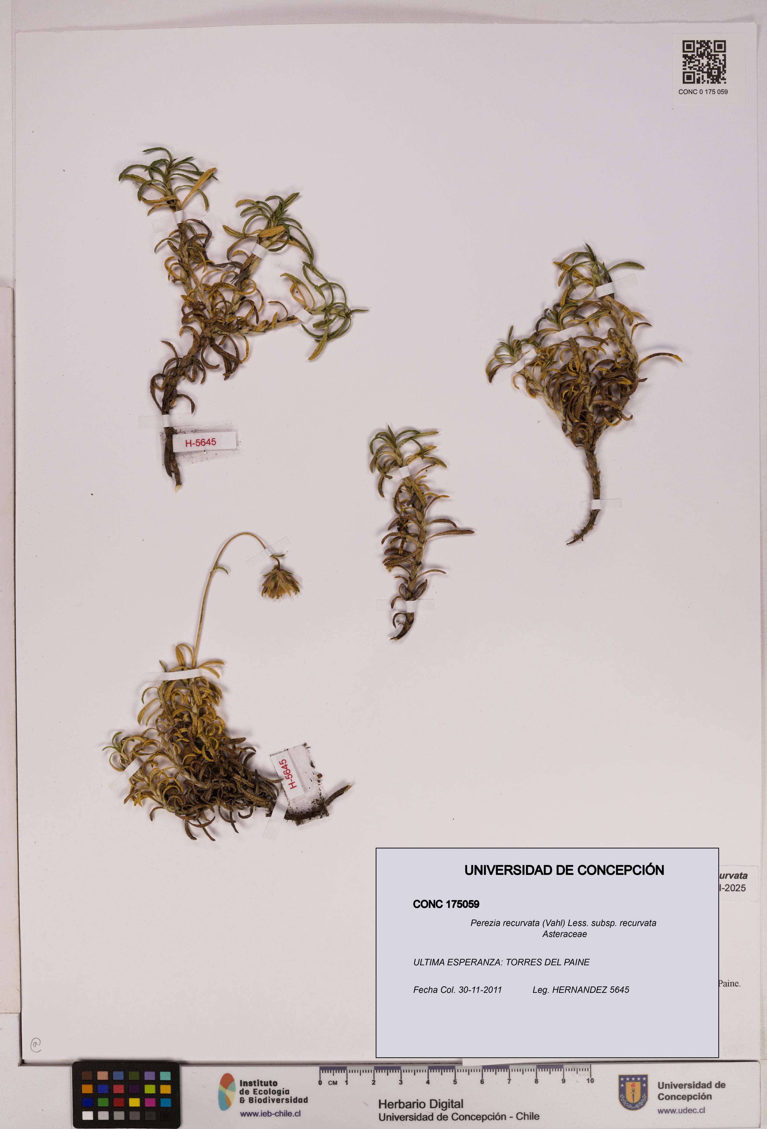Perezia recurvata subsp. recurvata [Espécimen: UDEC:CONC:0175059]