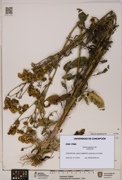 Senecio aquaticus [Espécimen: UDEC:CONC:0175062]