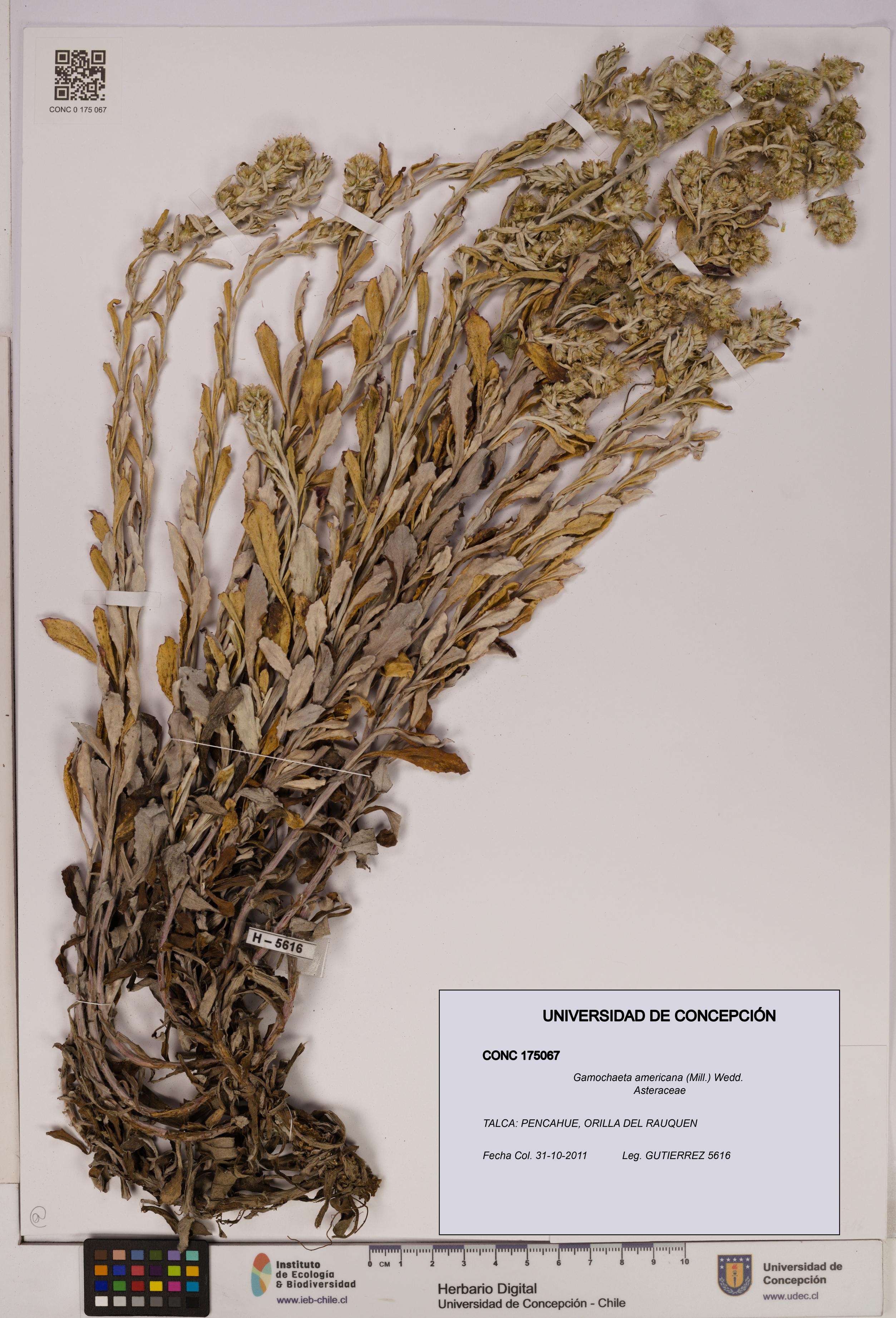 Gamochaeta americana [Espécimen: UDEC:CONC:0175067]