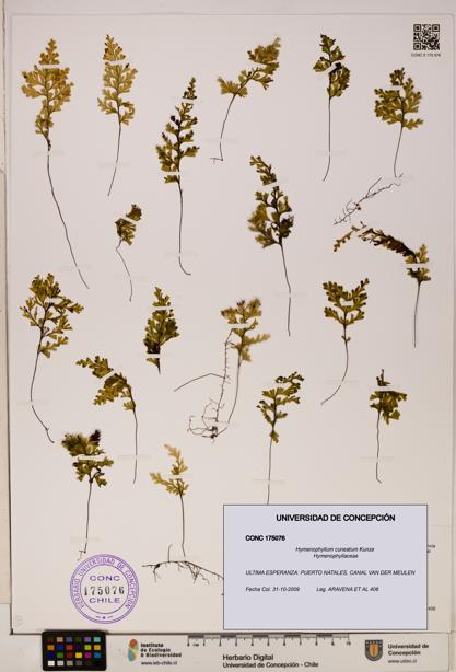 Hymenophyllum cuneatum [Espécimen: UDEC:CONC:0175076]