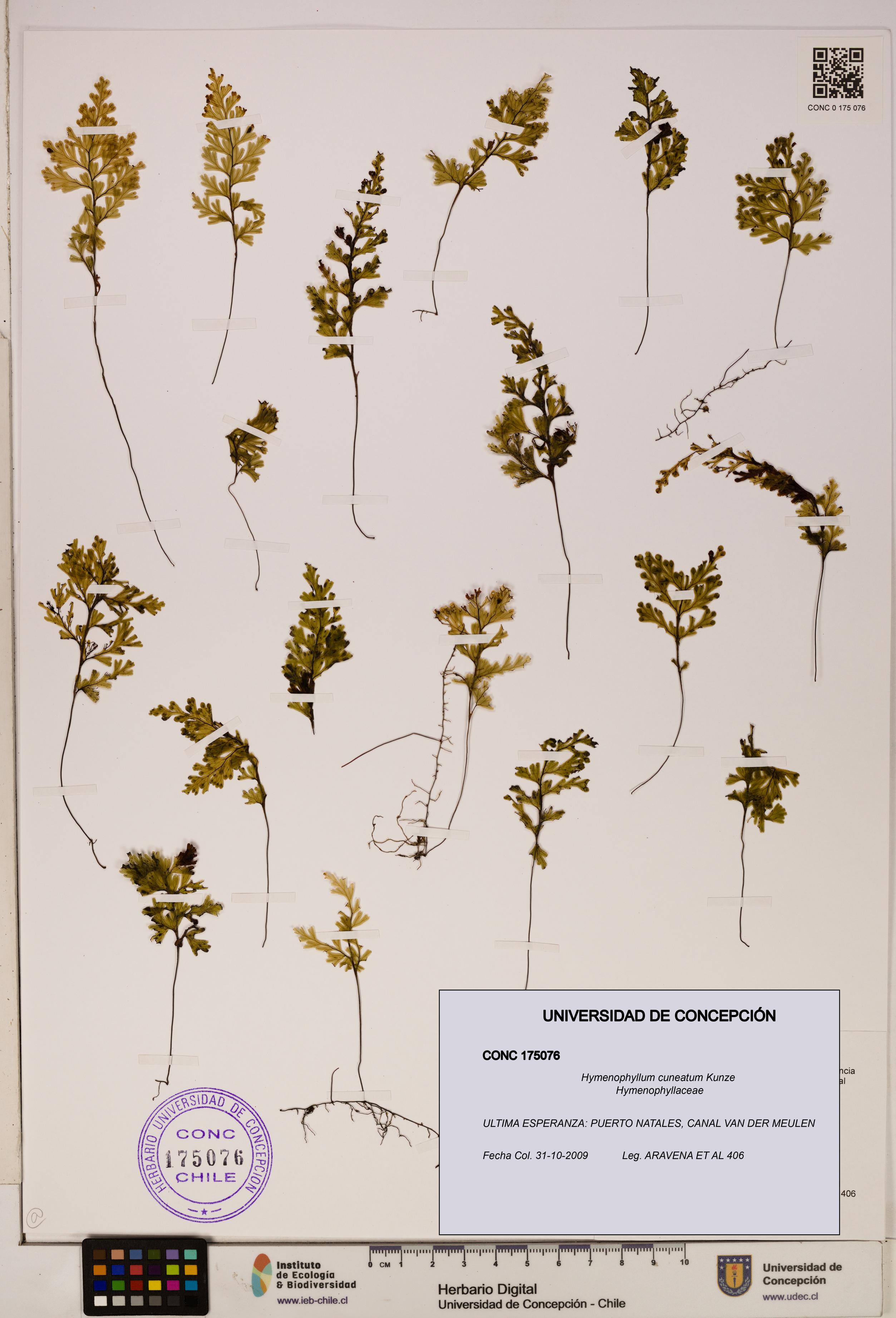 Hymenophyllum cuneatum [Espécimen: UDEC:CONC:0175076]