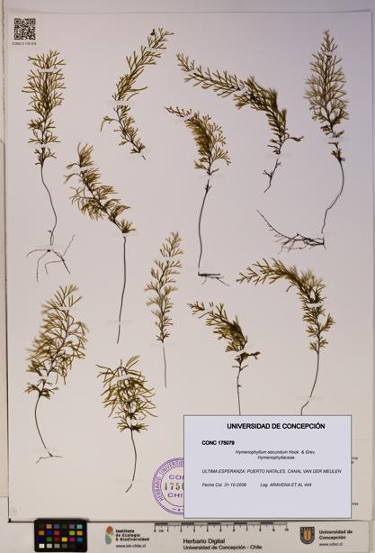 Hymenophyllum secundum [Espécimen: ]