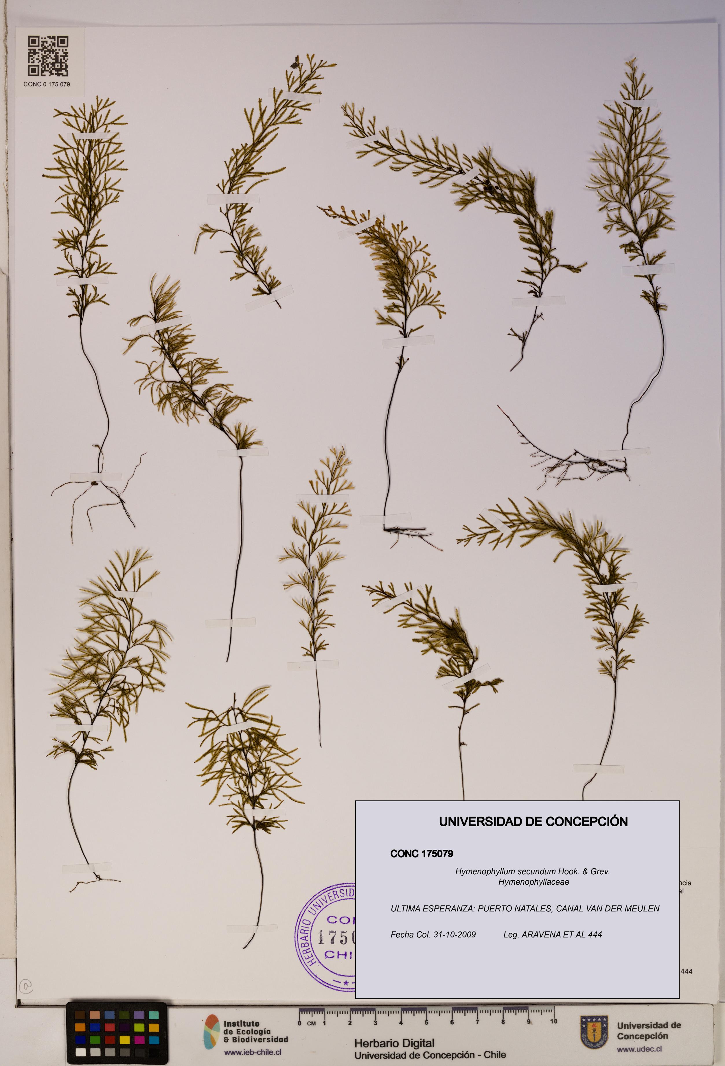 Hymenophyllum secundum [Espécimen: ]