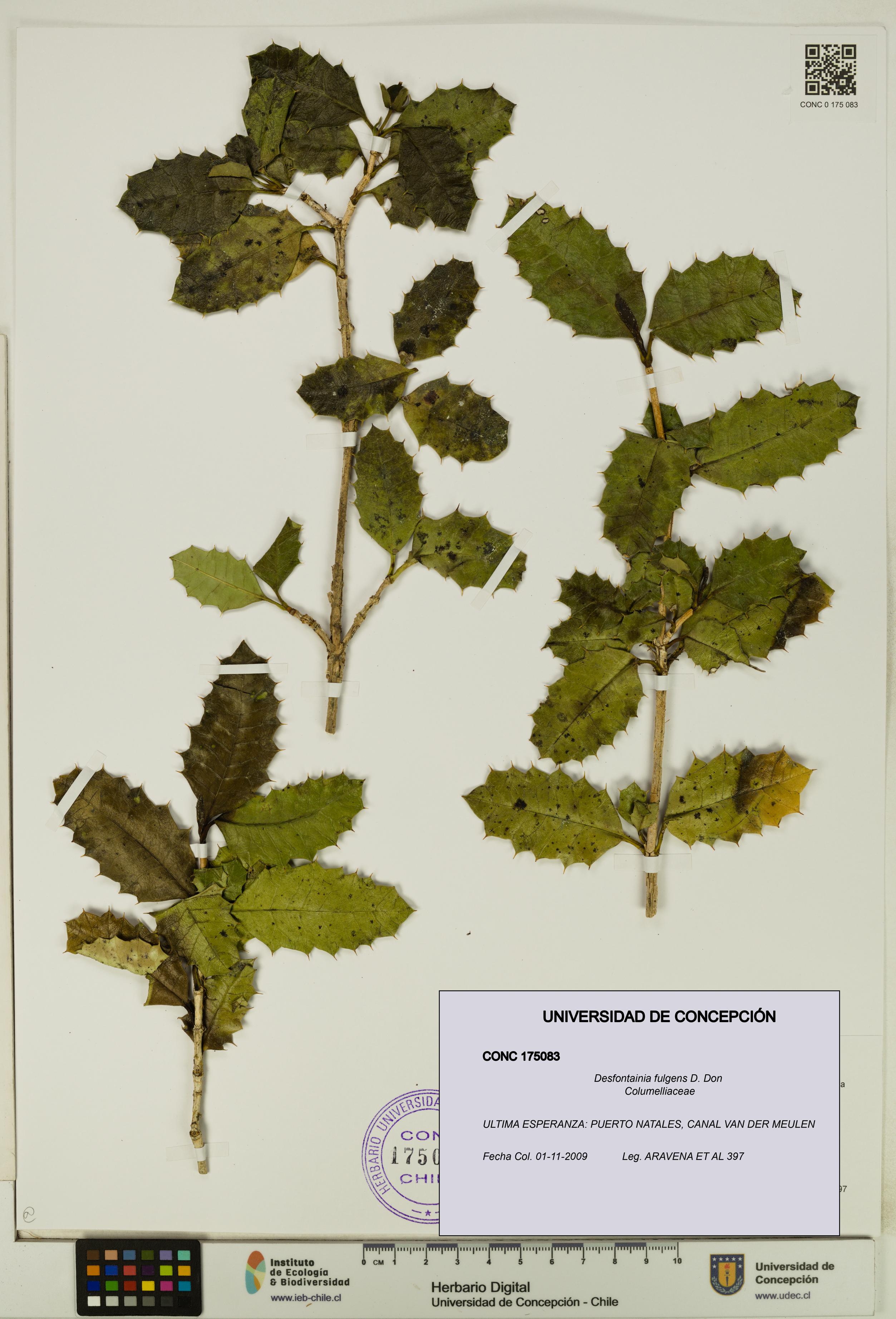 Desfontainia fulgens [Espécimen: UDEC:CONC:0175083]