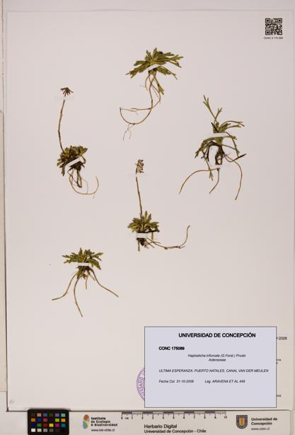 Haplosticha trifurcata [Espécimen: UDEC:CONC:0175089]