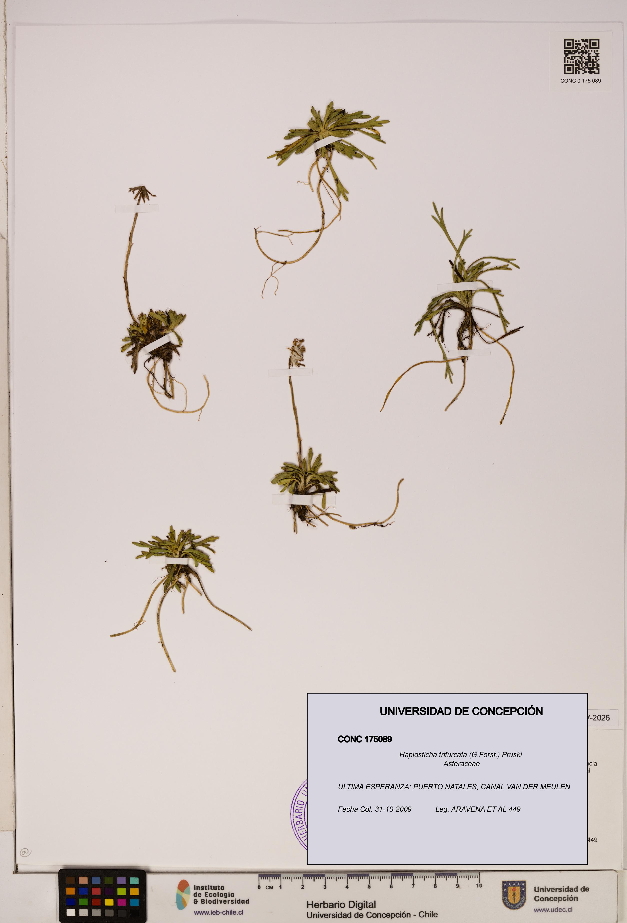 Haplosticha trifurcata [Espécimen: UDEC:CONC:0175089]